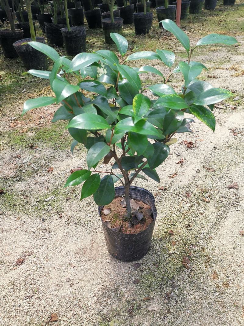 品种茶花：云斑大元帅