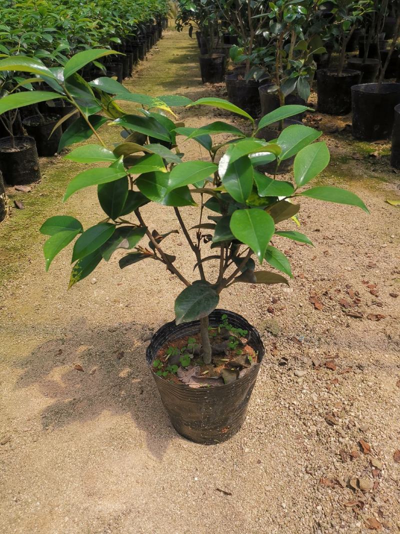 品种茶花：云斑大元帅