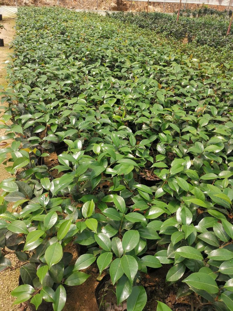 品种茶花：云斑大元帅