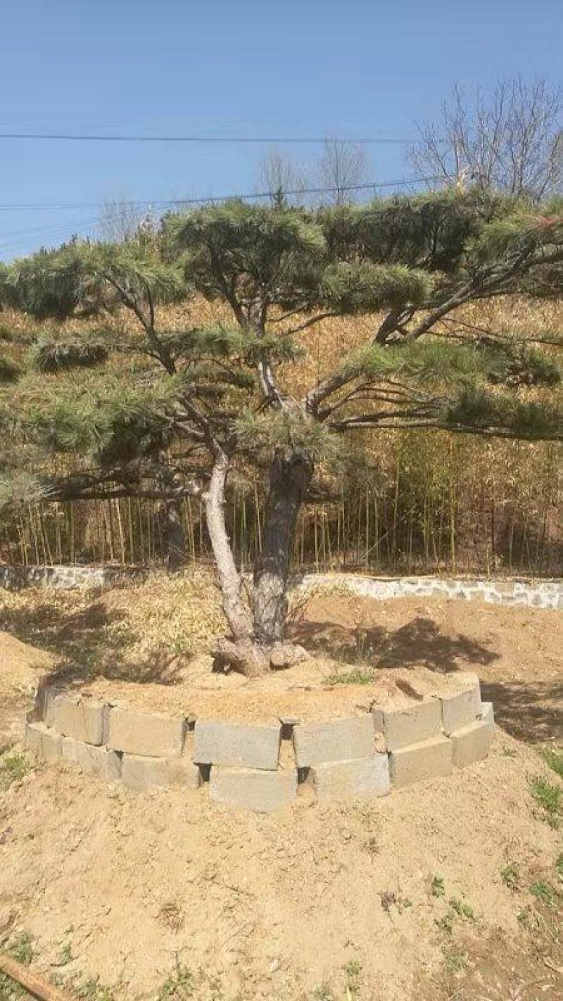 精品松树造型松油松景观松，山东苗木基地直供，全国发货