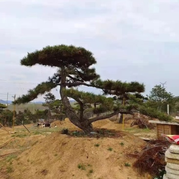 精品松树造型松油松景观松，山东苗木基地直供，全国发货