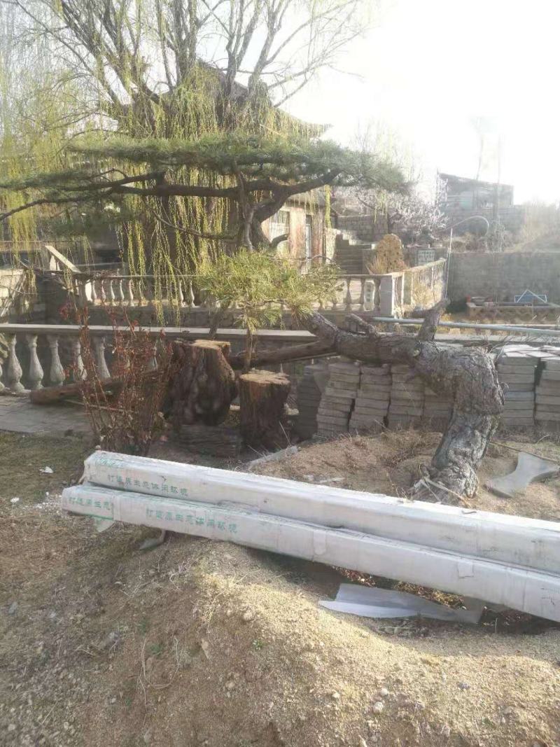 精品松树造型松油松景观松，山东苗木基地直供，全国发货