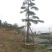 精品松树造型松油松景观松，山东苗木基地直供，全国发货