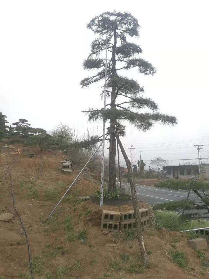精品松树造型松油松景观松，山东苗木基地直供，全国发货