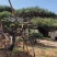 精品松树造型松油松景观松，山东苗木基地直供，全国发货