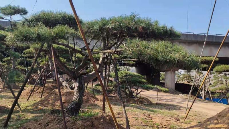 精品松树造型松油松景观松，山东苗木基地直供，全国发货