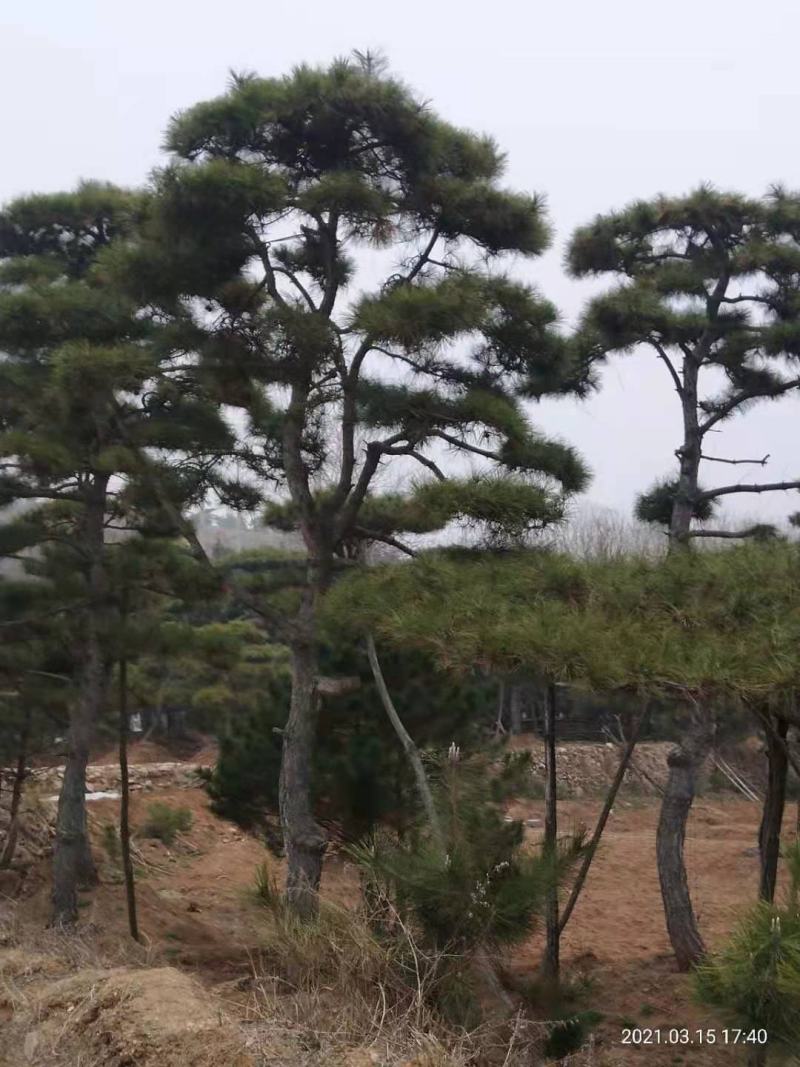 精品松树造型松油松景观松，山东苗木基地直供，全国发货