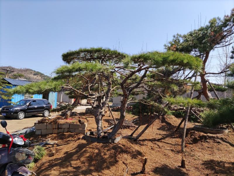精品松树造型松油松景观松，山东苗木基地直供，全国发货