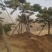 精品松树造型松油松景观松，山东苗木基地直供，全国发货
