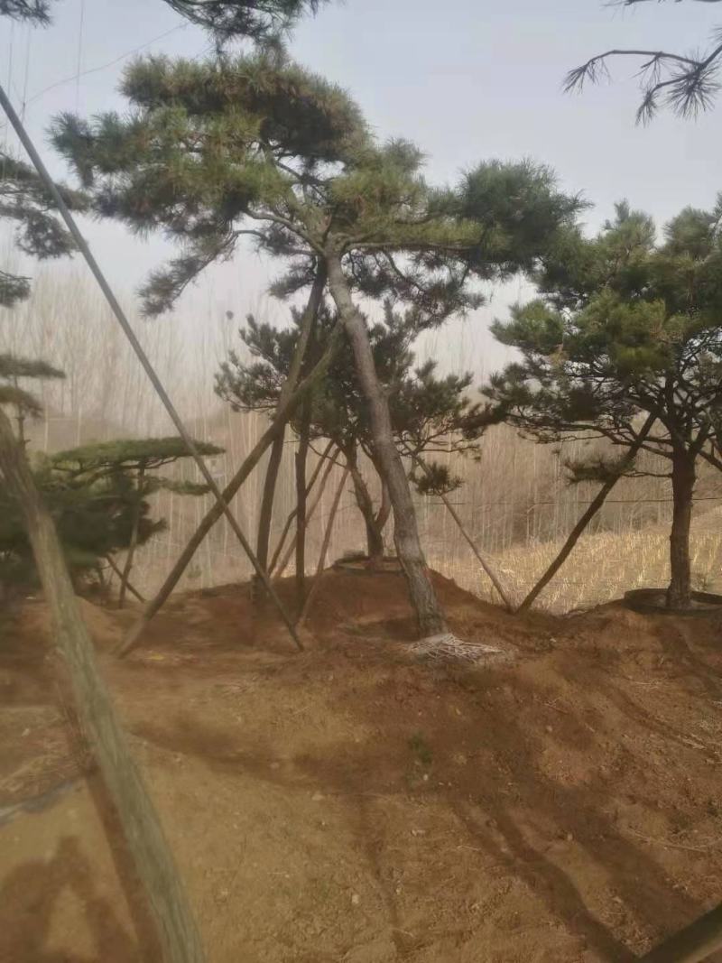 精品松树造型松油松景观松，山东苗木基地直供，全国发货