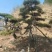 精品松树造型松油松景观松，山东苗木基地直供，全国发货