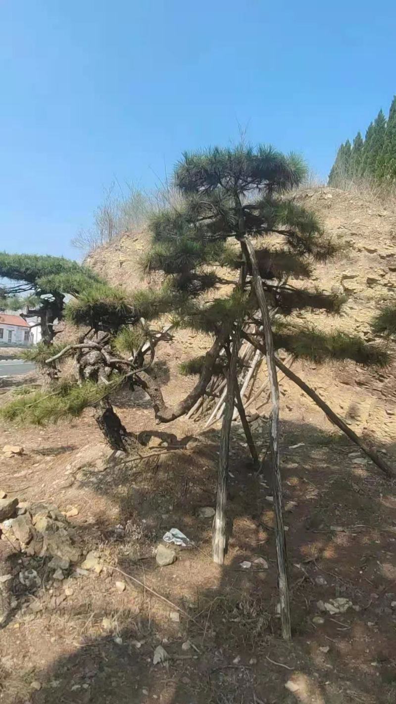 精品松树造型松油松景观松，山东苗木基地直供，全国发货