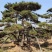 精品松树造型松油松景观松，山东苗木基地直供，全国发货