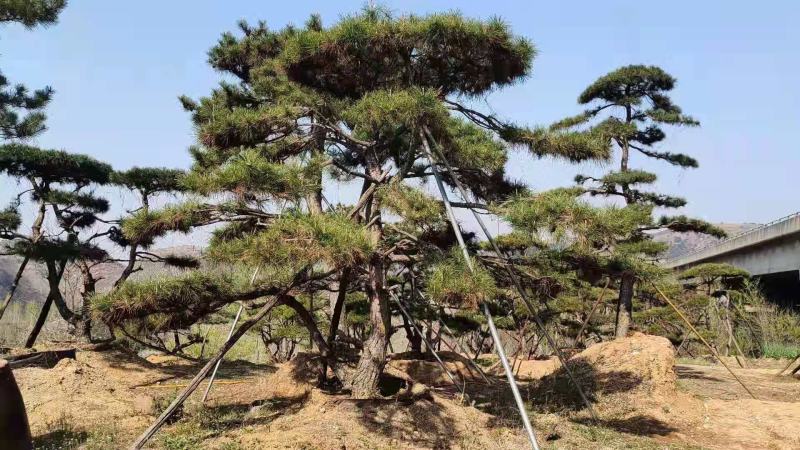 精品松树造型松油松景观松，山东苗木基地直供，全国发货