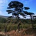 精品松树造型松油松景观松，山东苗木基地直供，全国发货