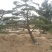 精品松树造型松油松景观松，山东苗木基地直供，全国发货