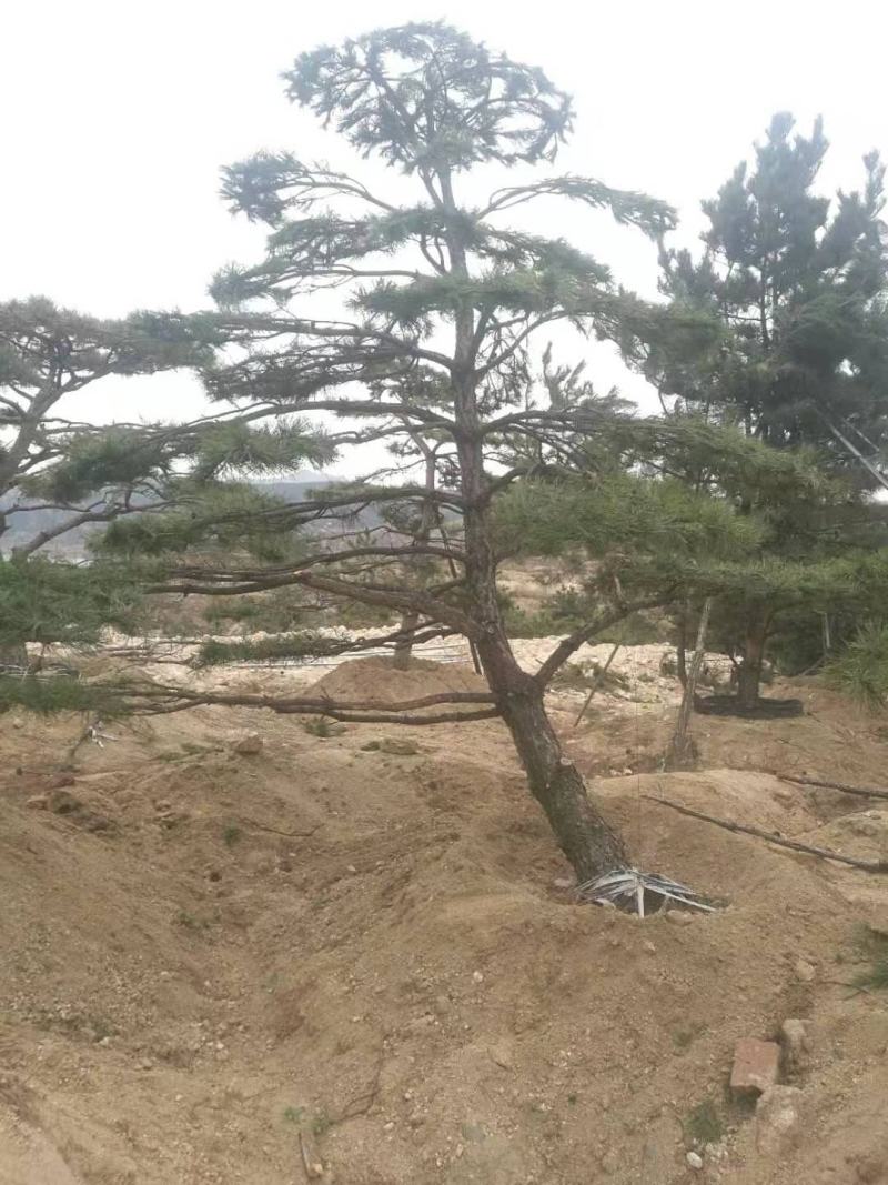 精品松树造型松油松景观松，山东苗木基地直供，全国发货
