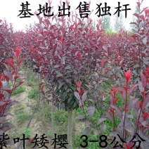 紫叶矮樱
