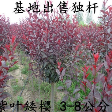 紫叶矮樱