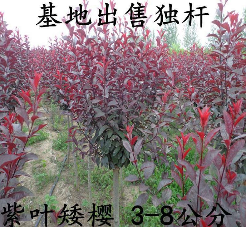 紫叶矮樱