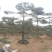 油松古松造型松景观松树造型，山东绿化苗木基地，全国发货