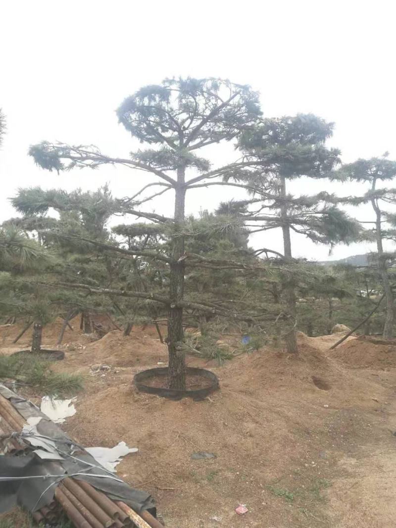 油松古松造型松景观松树造型，山东绿化苗木基地，全国发货