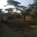 油松古松造型松景观松树造型，山东绿化苗木基地，全国发货