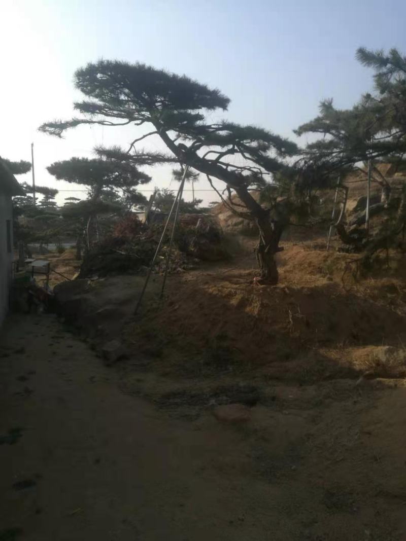 油松古松造型松景观松树造型，山东绿化苗木基地，全国发货