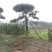 油松古松造型松景观松树造型，山东绿化苗木基地，全国发货