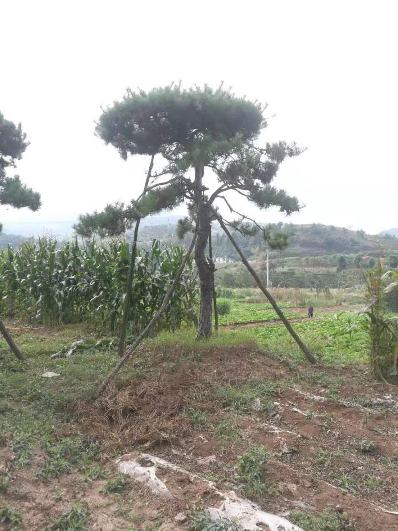 油松古松造型松景观松树造型，山东绿化苗木基地，全国发货