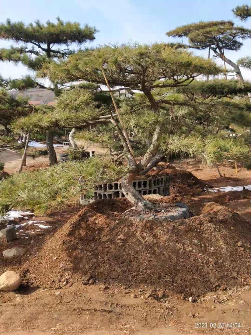 油松古松造型松景观松树造型，山东绿化苗木基地，全国发货