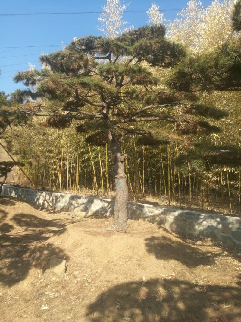 油松古松造型松景观松树造型，山东绿化苗木基地，全国发货