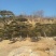 油松古松造型松景观松树造型，山东绿化苗木基地，全国发货