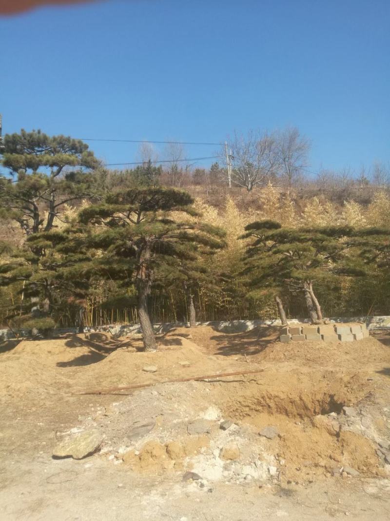 油松古松造型松景观松树造型，山东绿化苗木基地，全国发货