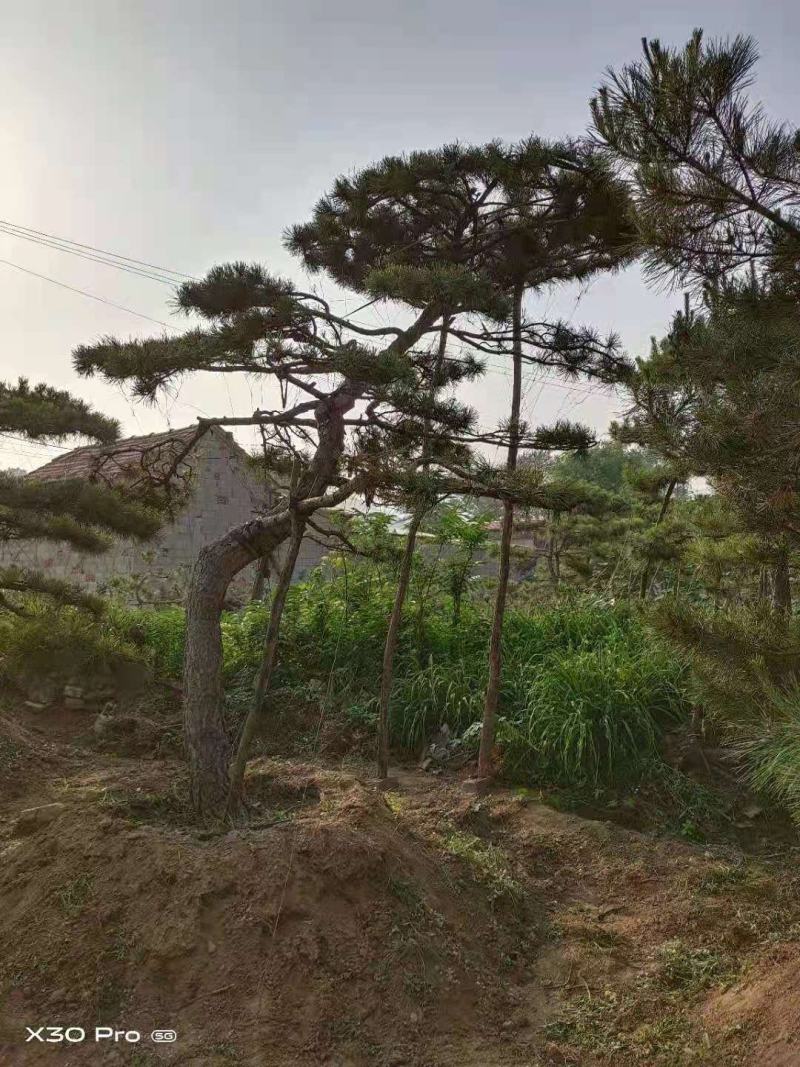 油松古松造型松景观松树造型，山东绿化苗木基地，全国发货