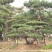 油松古松造型松景观松树造型，山东绿化苗木基地，全国发货