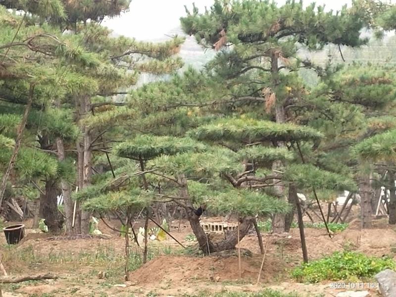 油松古松造型松景观松树造型，山东绿化苗木基地，全国发货