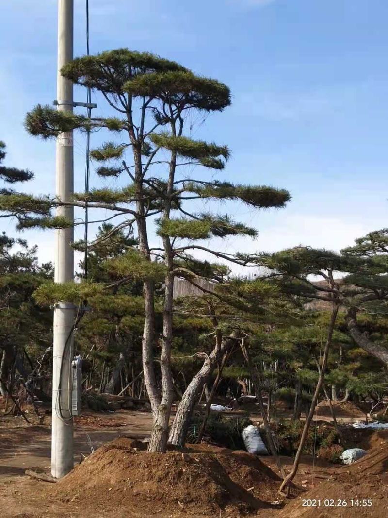 油松古松造型松景观松树造型，山东绿化苗木基地，全国发货
