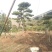 油松古松造型松景观松树造型，山东绿化苗木基地，全国发货