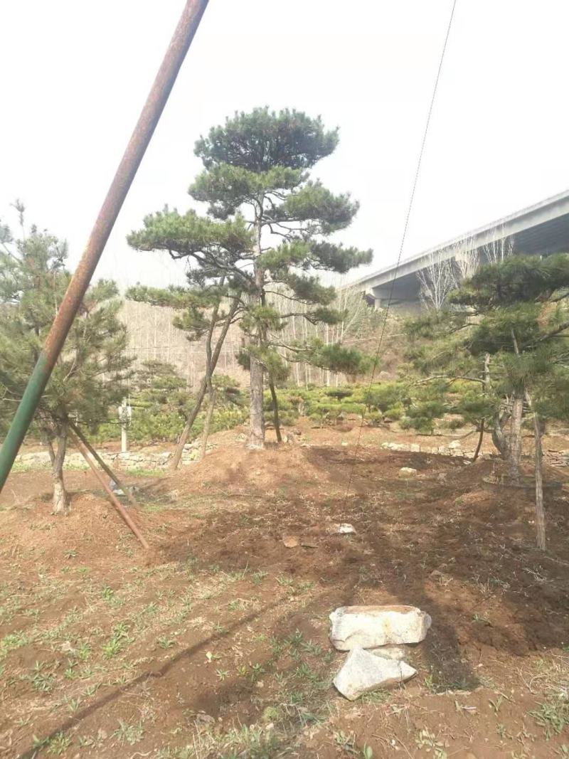 油松古松造型松景观松树造型，山东绿化苗木基地，全国发货
