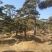 油松古松造型松景观松树造型，山东绿化苗木基地，全国发货