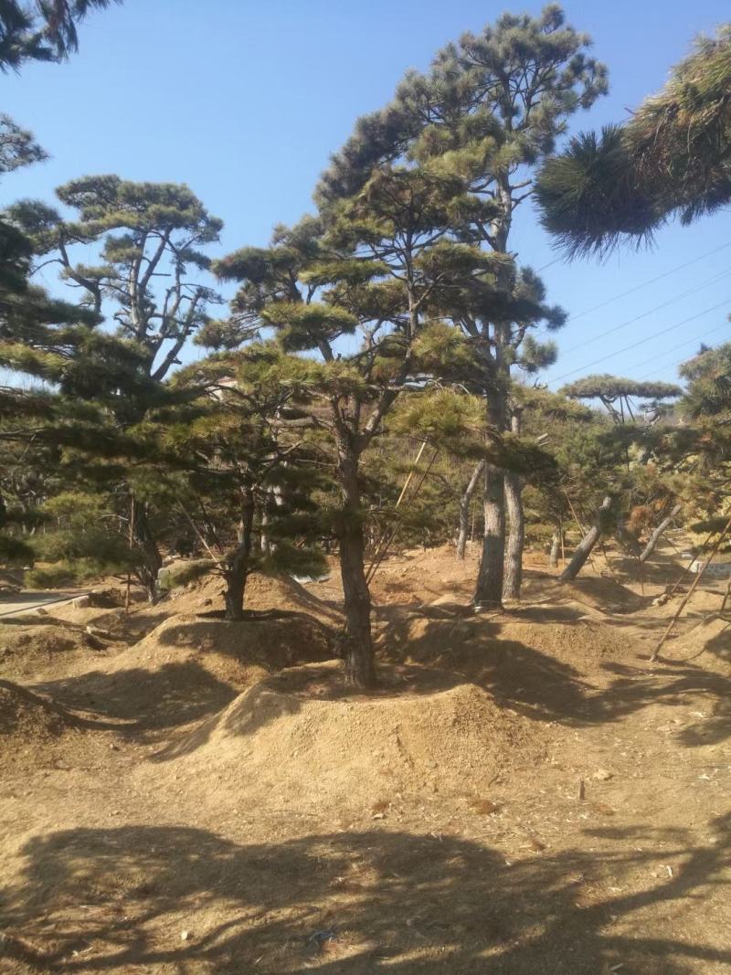 油松古松造型松景观松树造型，山东绿化苗木基地，全国发货