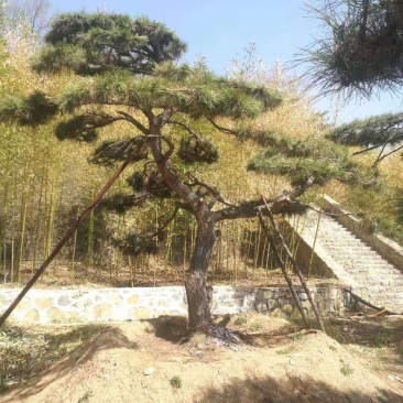 油松古松造型松景观松树造型，山东绿化苗木基地，全国发货