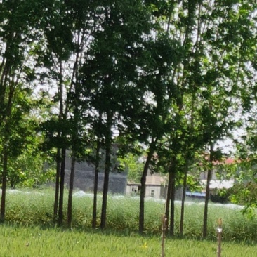 风景树