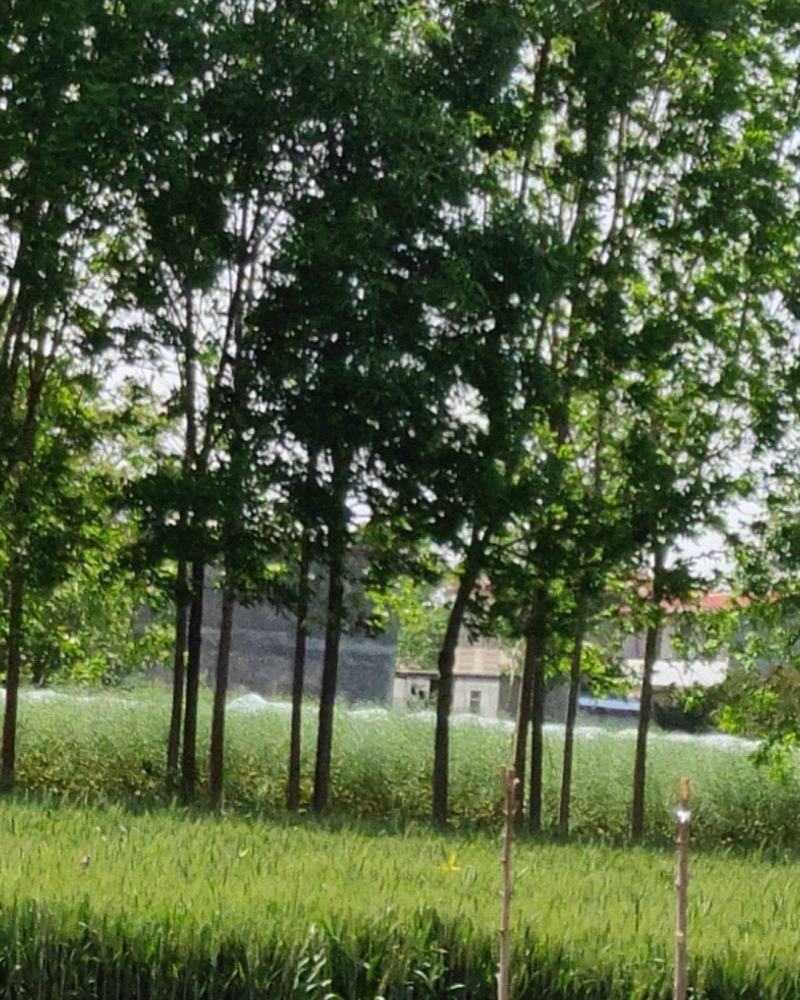风景树