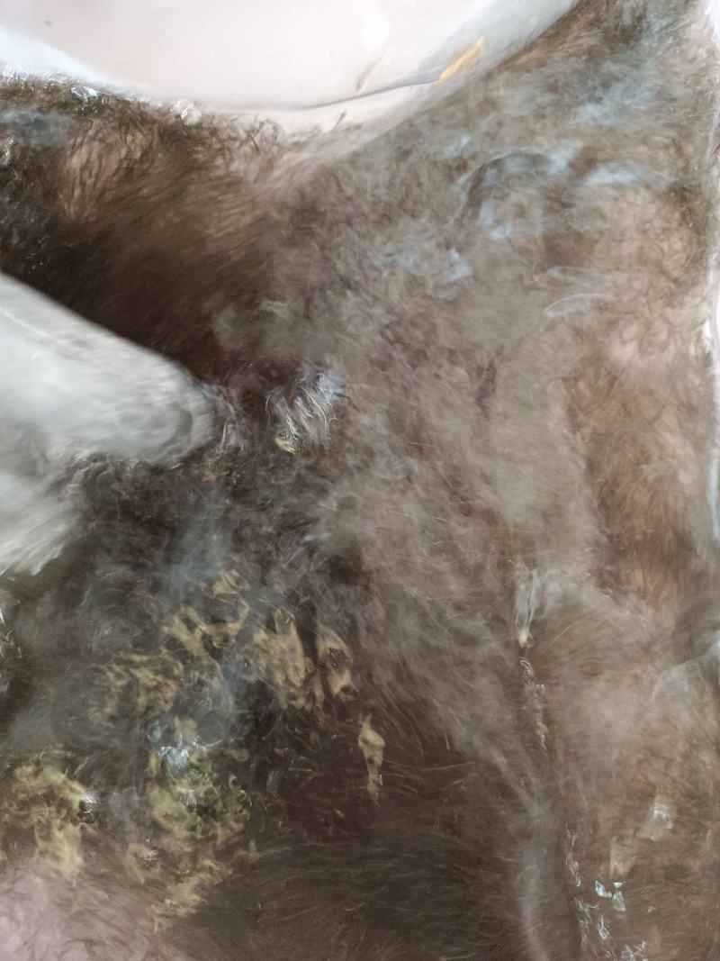 优质草鱼水花，各种淡水鱼水花，苗场直供提供技术指导。。