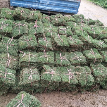 马尼拉草皮