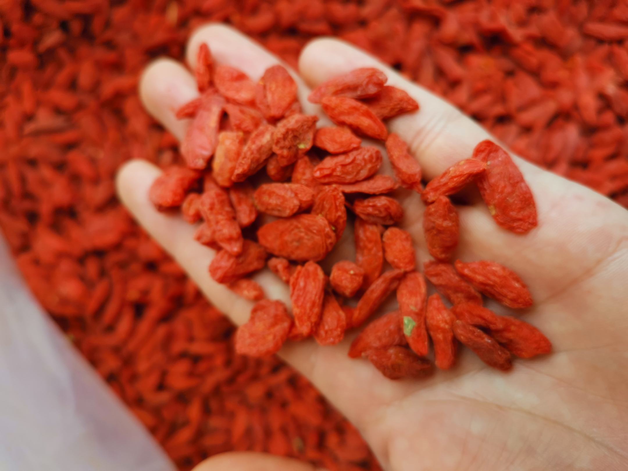 锁阳与宁夏枸杞组合在一起的画面,背景为干燥药材展示台 锁阳与枸杞的组合