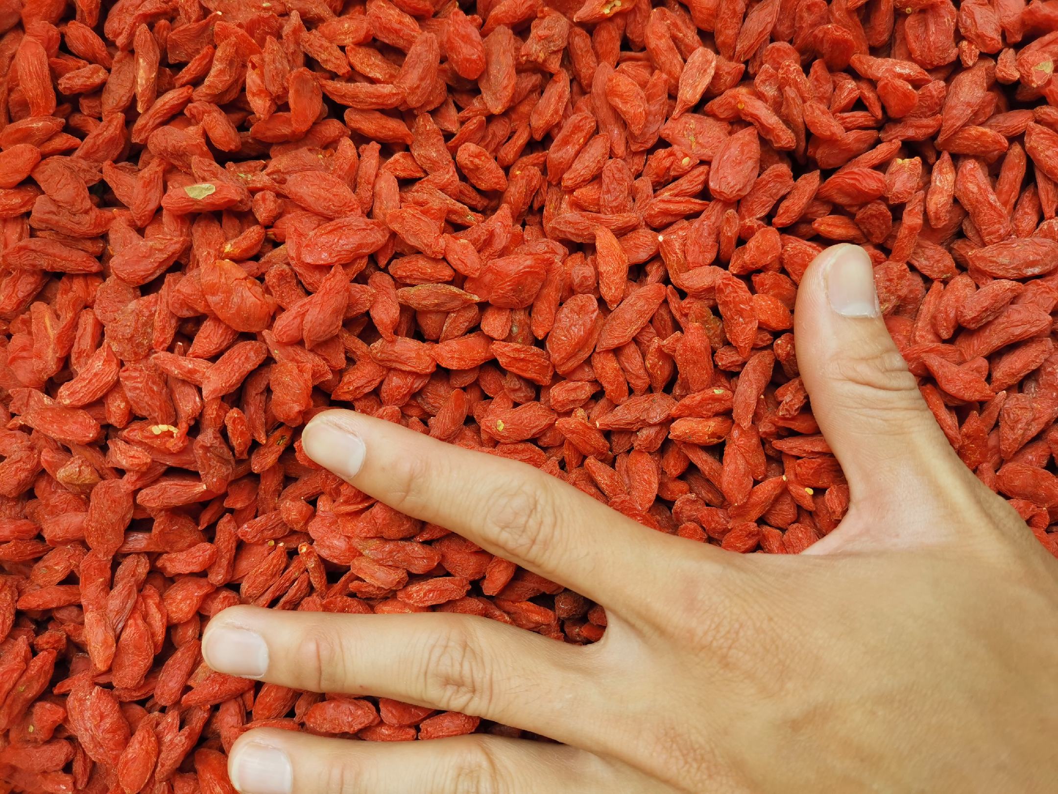 枸杞异味检测示意图