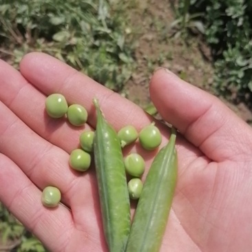 新鲜豆夹